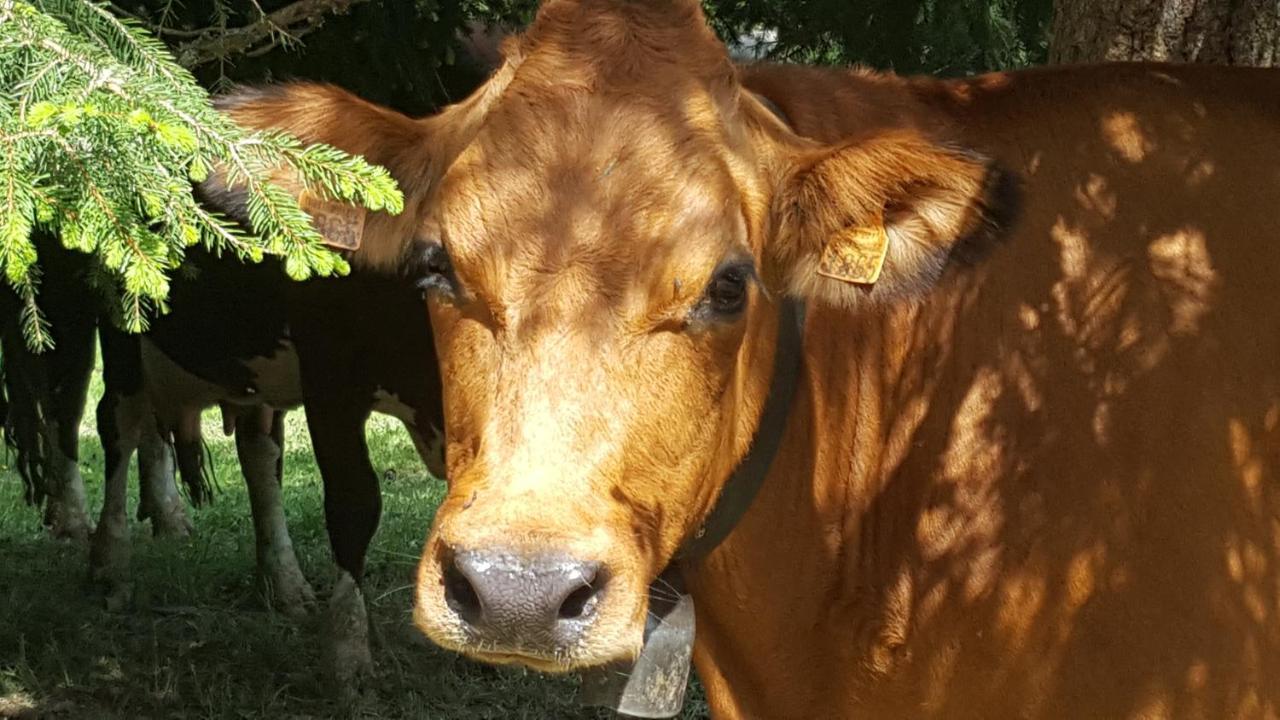 Nid Douillet A La Louvee Daire Combloux Dış mekan fotoğraf